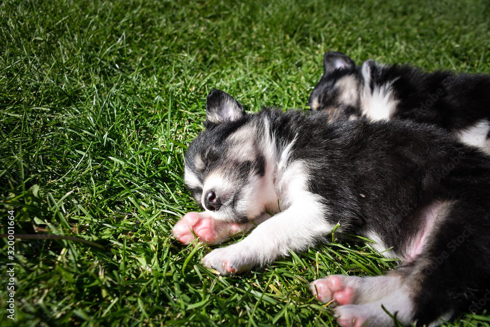 Six week old puppy of border collie is sleeping outside in grass. They are so cute when they are sleeping.