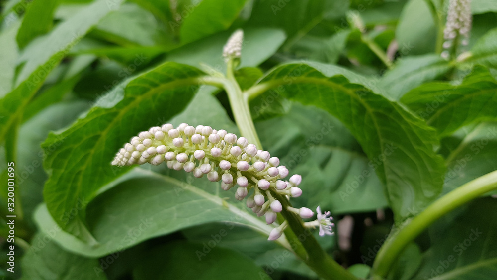 Curved long inflorescence of small white buds closeup on green foliage background. Blooming flower of fresh green bush. Natural herbal backdrop. Curved long inflorescence of small white buds closeup on green foliage background. Blooming flower of fresh green bush. Natural herbal backdrop.