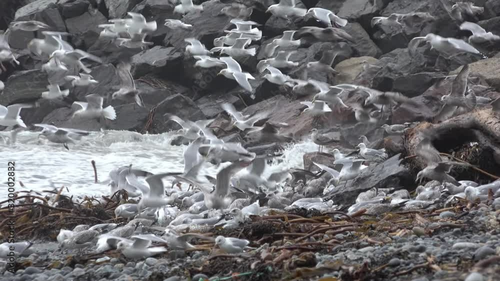 Huge amount of Seagulls feeding at the coast of Maghery in County Donegal during the storm- Ireland Huge amount of Seagulls feeding at the coast of Maghery in County Donegal during the storm- Ireland