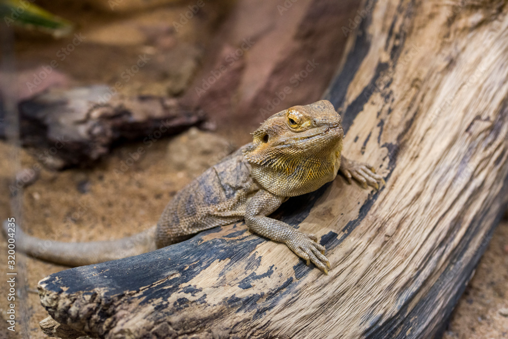 Bearded Dragon Chameleon Lizard In A Desert Bearded Dragon Chameleon Lizard In A Desert
