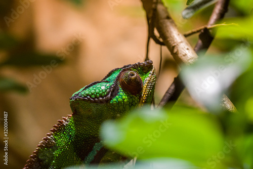 green Chameleon On The Branch