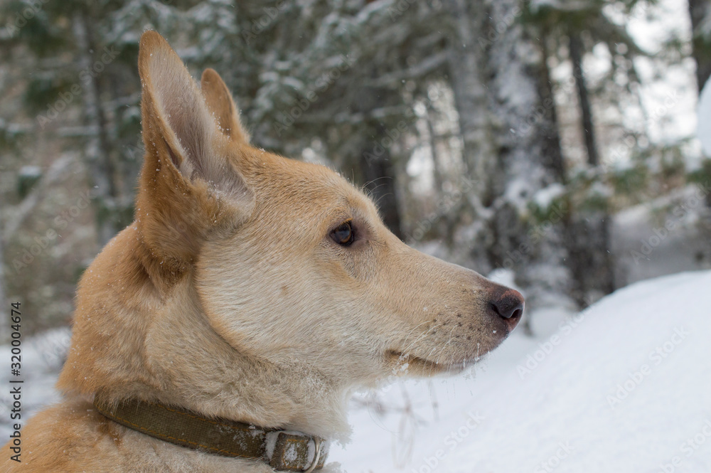 beautiful red with white color in a collar canvas dog on a background of trees and snow
