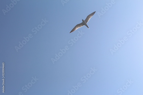 seagull flying in the sky