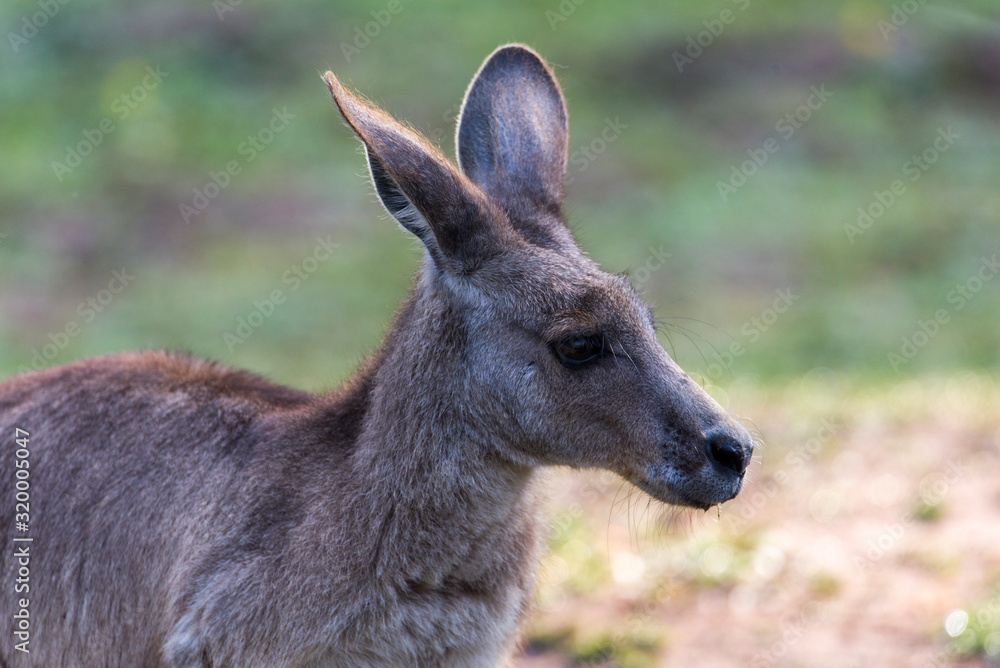 Yellow-Footed Rock Wallaby - Petrogale Xanthopus - Australian Kangaroo Sittin