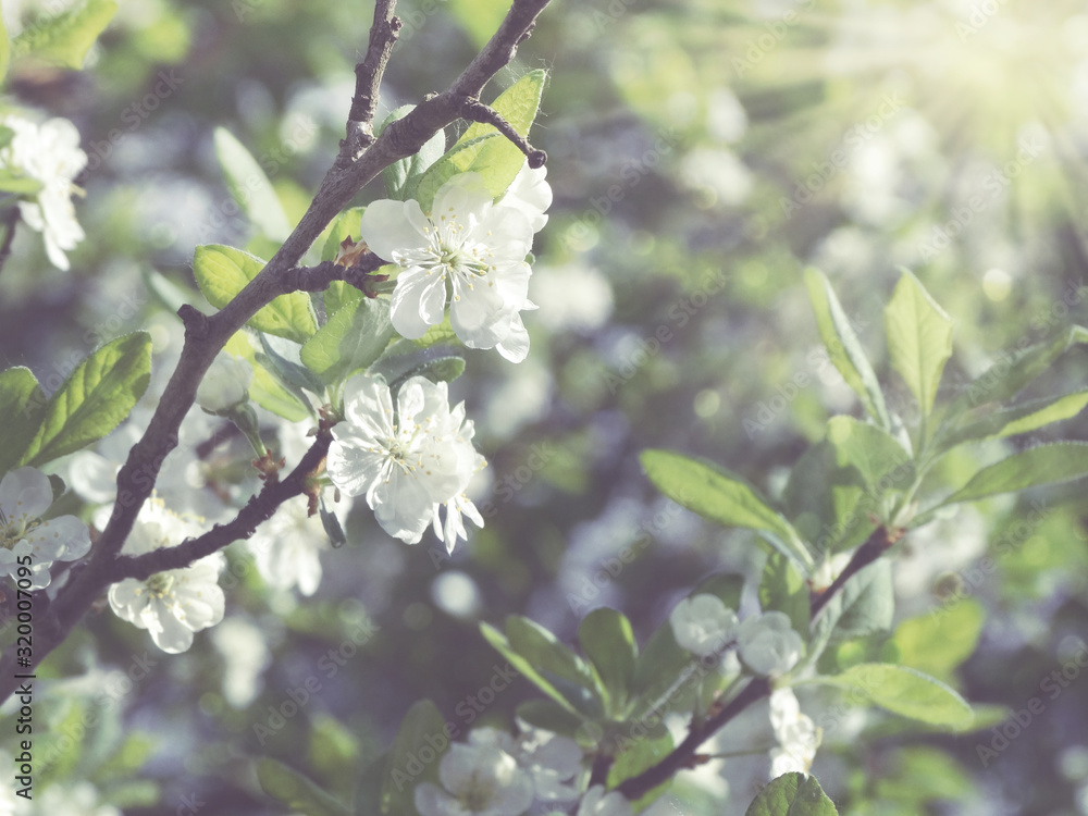 spring background of flowering tree and leaves spring background of flowering tree and leaves