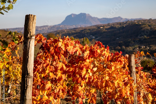 Konstfotografi a beautiful vineyard of Aglianico of Taurasi wine, an excellent Italian red wine
