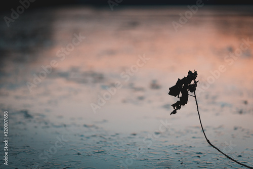 The Plant near the Ice