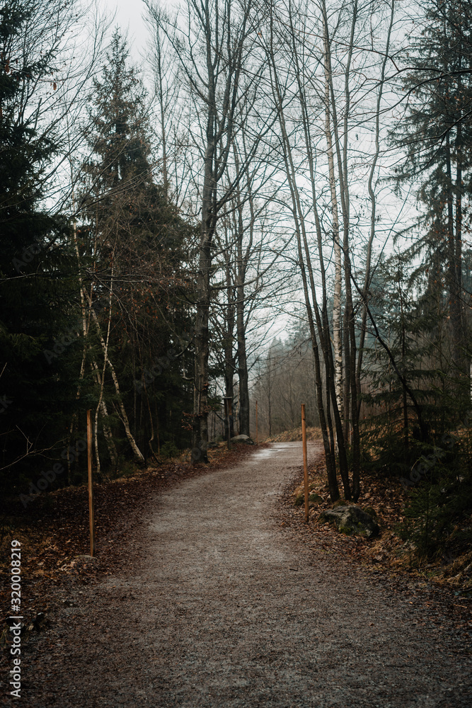 Fototapeta premium The Bavarian Forest in the Mist II