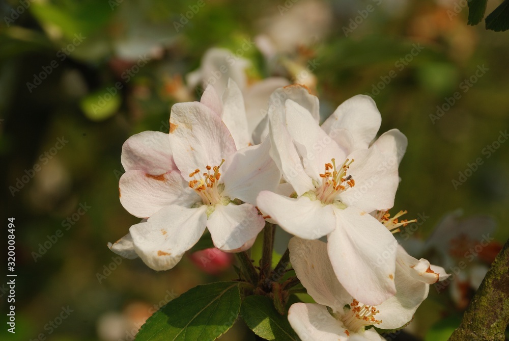 apple tree flowers
