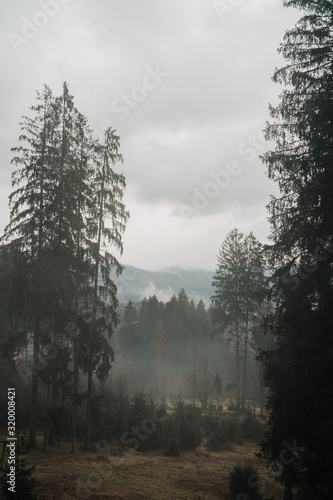 The Bavarian Forest in the Mist VI