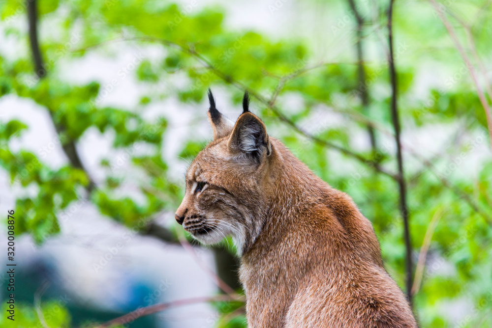 Lynx Looks With Predatory Eyes From The Shelter