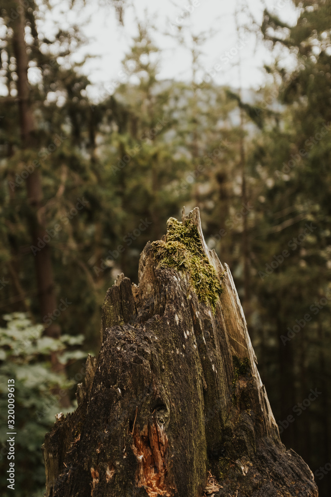 Obraz premium tree trunk covered with moss