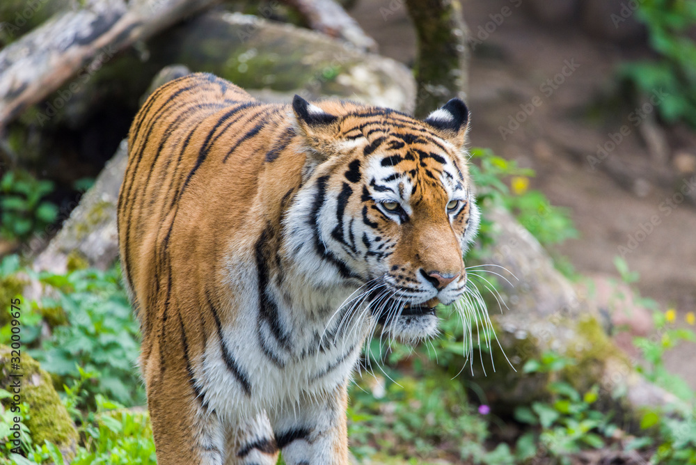 Fototapeta premium Close Up Tiger In Jungle The Danger Animal.