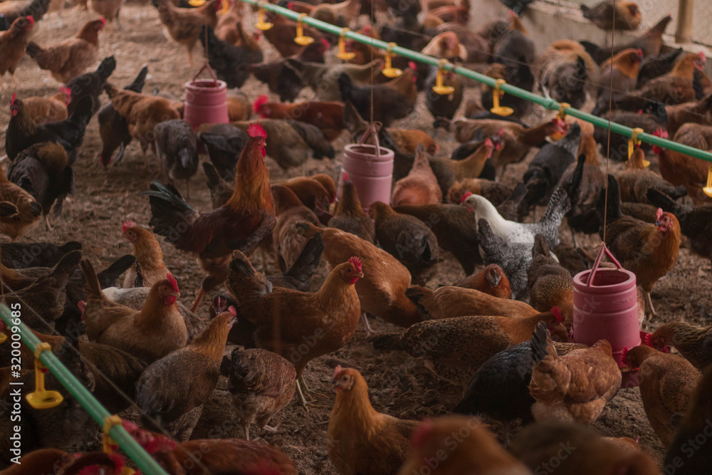 Chicken farm. Egglaying chicken in battery cages. Commercial hens