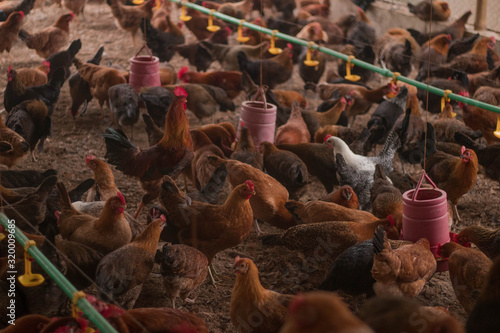 Chicken farm. Egg-laying chicken in battery cages. Commercial hens poultry farming. Layer hens livestock farm. Intensive poultry farming in close systems. Egg production. Chicken feed for laying hens