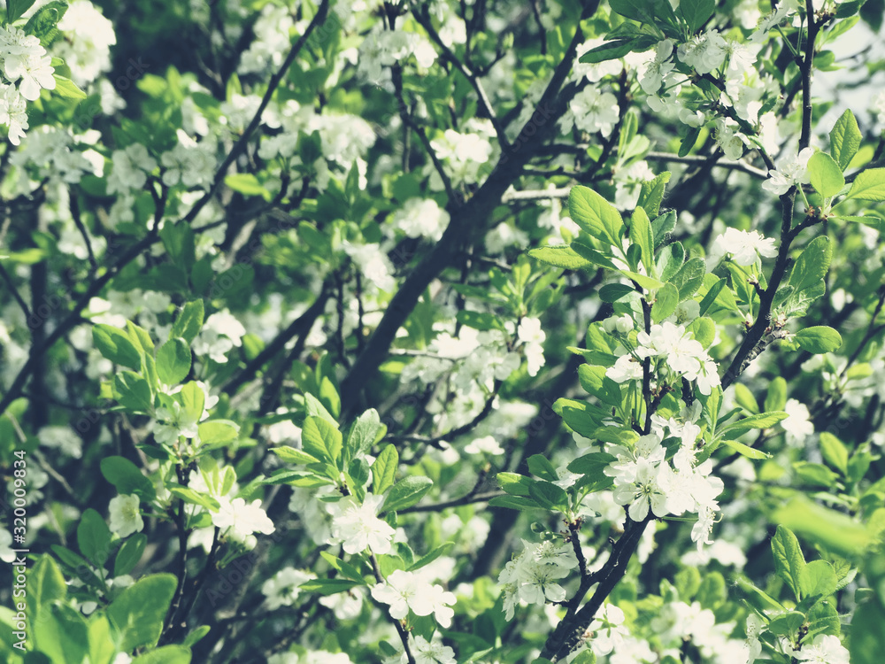 spring background of flowering tree and leaves spring background of flowering tree and leaves