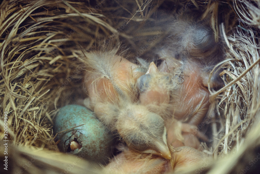 Nestling blackbird in the nest, wildlife ornithology and biology concept