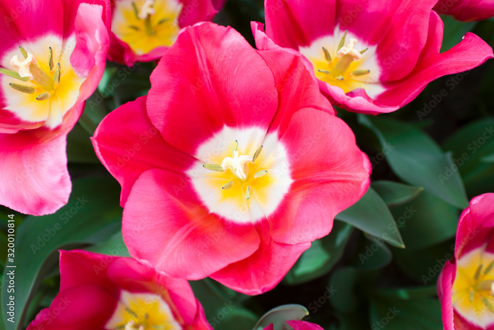 Close up photo of tulips, macro photo, spring flowers, Keukenhof park, Amsterdam, Netherlands Close up photo of tulips, macro photo, spring flowers, Keukenhof park, Amsterdam, Netherlands