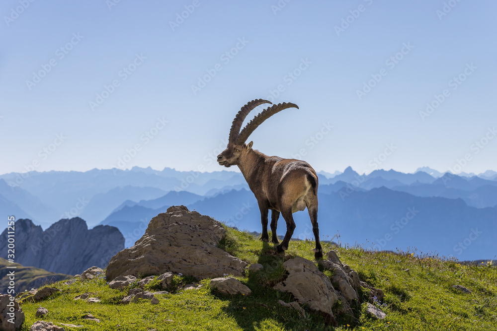 Ibex in the Swiss mountains with a panoramic view on the swiss alps