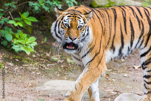 Fototapeta Naklejka Na Ścianę i Meble -  Close Up Tiger In Jungle The Danger Animal.