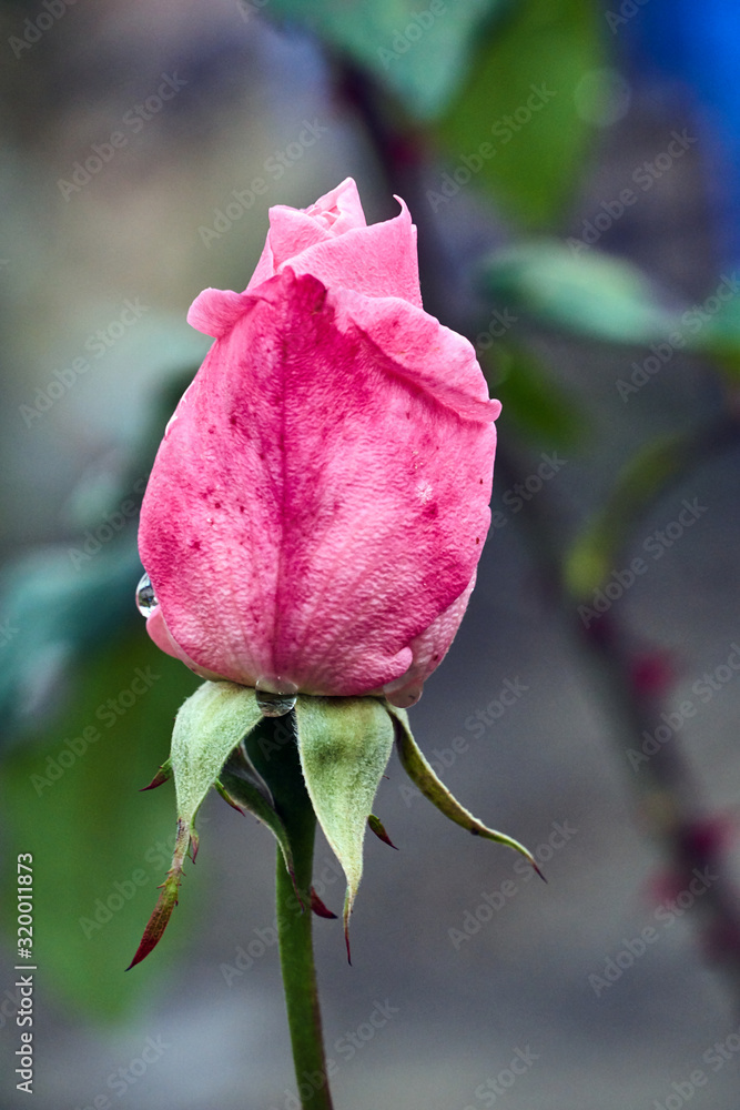 Fototapeta premium pink rose after the autumn rain in the garden.
