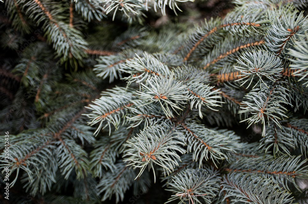 green fir tree branch with snow green fir tree branch with snow