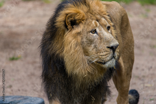 Close Lion from National Park Of Kenya  Africa