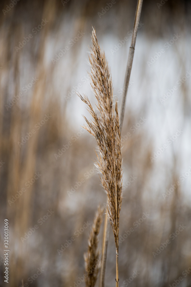 Fototapeta premium ears of wheat on sky background