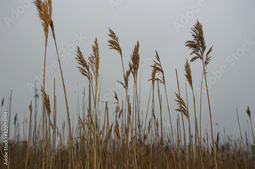 ears of wheat on sky background