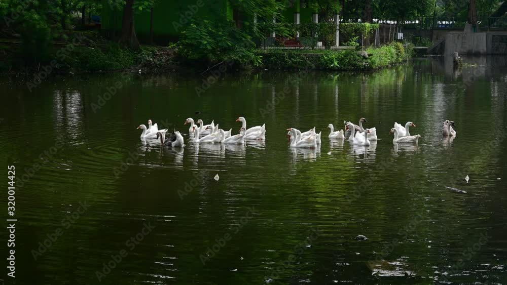 A group of white geese enjoys the morning atmosphere on a lake in the city of Solo, Central Java - Indonesia A group of white geese enjoys the morning atmosphere on a lake in the city of Solo, Central Java - Indonesia