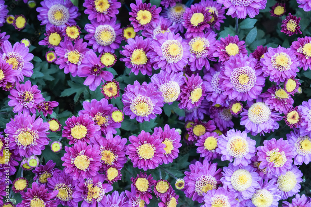 Beautiful Close up view of Purpule korean Double Flower in Garden Beautiful Close up view of Purpule korean Double Flower in Garden
