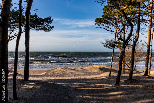 sea view with sand dune and lonely tree