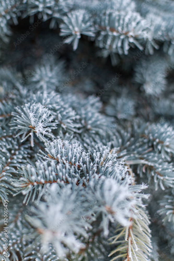 Frozen branches of blue spruce background evergreen macro close-up. Texture pine hoarfrost snow winter forest. Snowstorm cold weather  January February. Copy space for text.