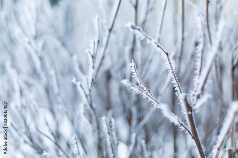 Frozen branches close-up background hoarfrost. Winter snow cold ice crystals. Tree nature park frost. Texture place for text. January february december Frozen branches close-up background hoarfrost. Winter snow cold ice crystals. Tree nature park frost. Texture place for text. January february december