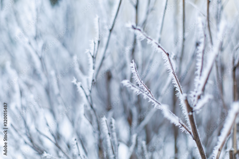 Frozen branches close-up background hoarfrost. Winter snow cold ice crystals. Tree nature park frost. Texture place for text. January february december