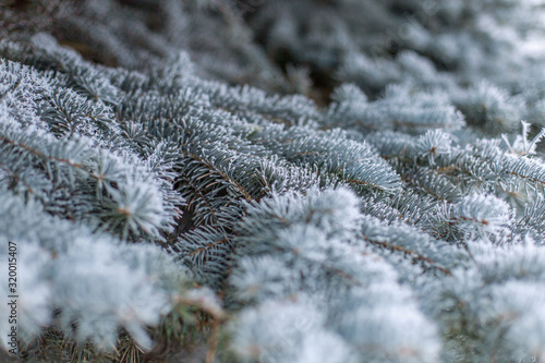 Frozen branches of blue spruce background evergreen macro close-up. Texture pine hoarfrost snow winter forest. Snowstorm cold weather January February. Copy space for text.