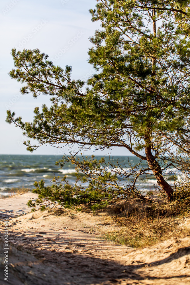 sea view with sand dune and lonely tree