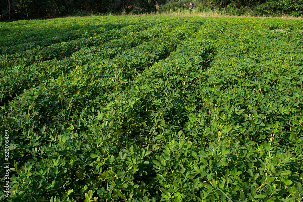 Peanut tree in the field The stems can be used as animal feed. Peanut tree in the field The stems can be used as animal feed.