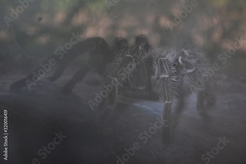 big spider animal in tunnel with cobweb catch