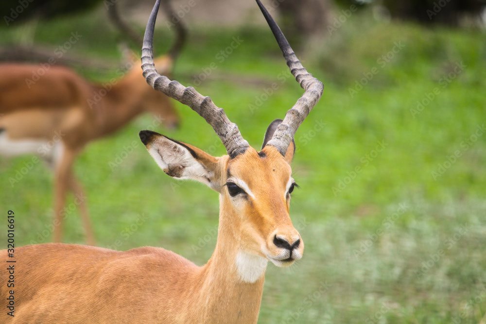 African Adult Gazelle close-up