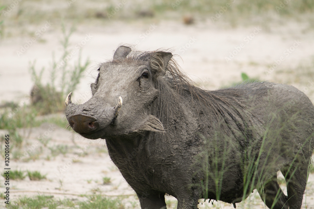 Female Adult African Pig covered in mud Female Adult African Pig covered in mud