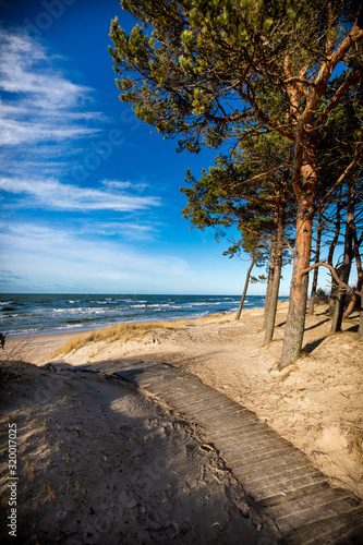 sea view with sand dune and lonely tree