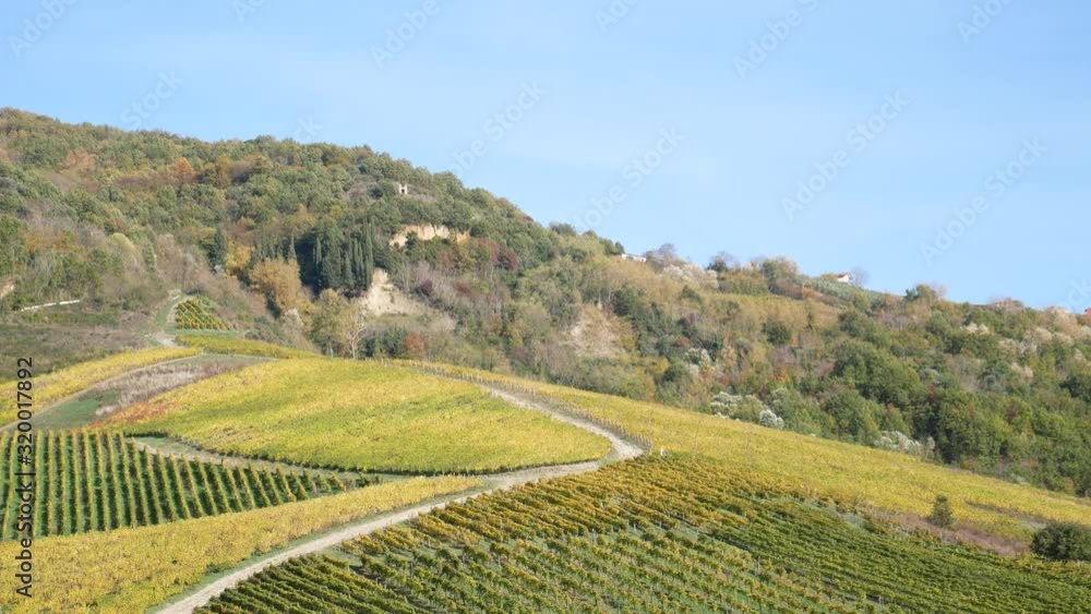 a beautiful vineyard of Greco di Tufo wine, an excellent Italian white wine DOCG, Avellino, Benevento, Campania, Italy, Europe a beautiful vineyard of Greco di Tufo wine, an excellent Italian white wine DOCG, Avellino, Benevento, Campania, Italy, Europe
