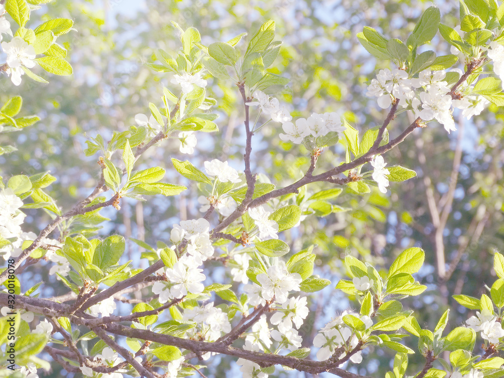spring background of flowering tree and leaves spring background of flowering tree and leaves