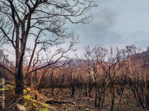 Australian bushfires aftermath: burnt eucalyptus trees damaged by the fire in Blue Mountains National Park, NSW, Australia.