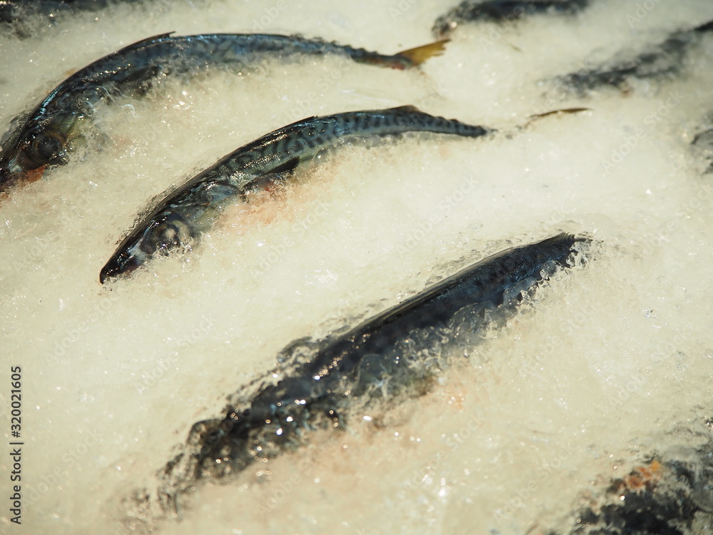 Saba fish, Fresh fish for sell on ice in supermarket, Fresh Saba fish on ice. Saba fish, Fresh fish for sell on ice in supermarket, Fresh Saba fish on ice.
