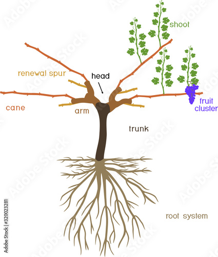 Grape pruning scheme: cane pruned. General view of grape vine plant with root system isolated on white background in dormant and growing season