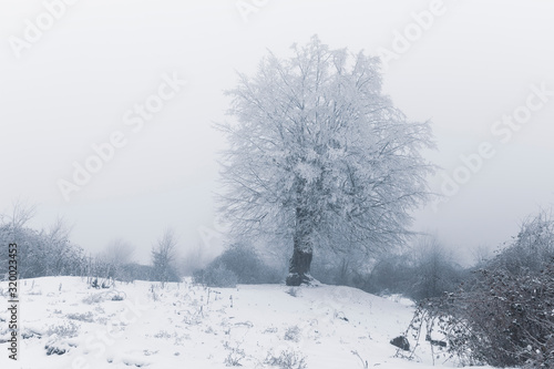 Frozen trees and shrubs in the forest