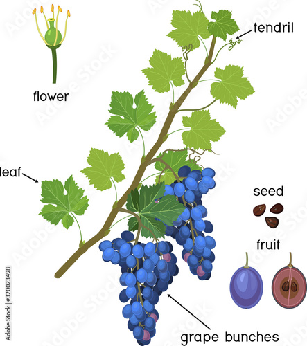 Parts of plant. Morphology of grapevine with green leaves, blue bunch and flowers isolated on white background. Structure of grapevine shoot
