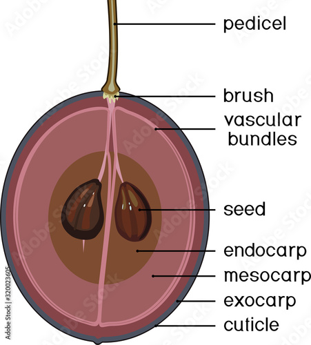 Structure of ripe grape berry with title